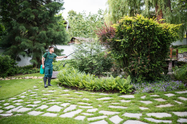 Best Wasp Removal Services  in Allen, TX
