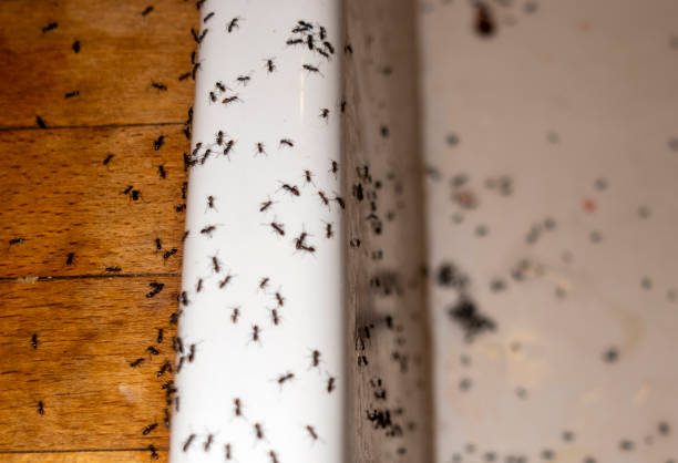 Best Mosquito Control Services  in Allen, TX
