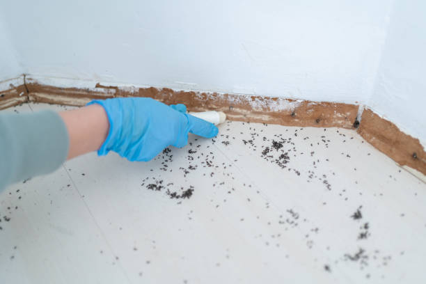 Best Pest Prevention Services  in Allen, TX