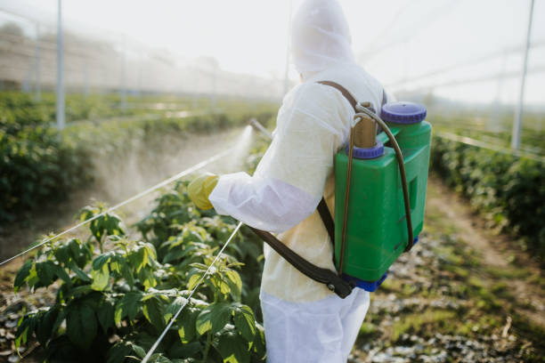 Trusted Allen, TX Pest Control Experts